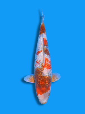 Ginrin Ochiba Showa | Koi&Co.